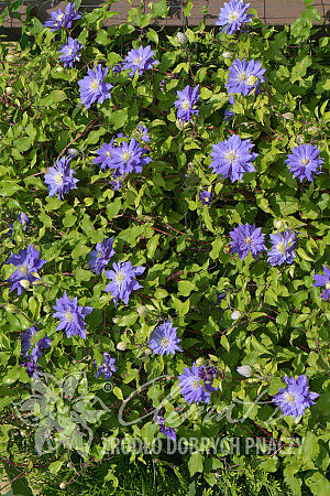 Clematis 'Copernicus'PBR