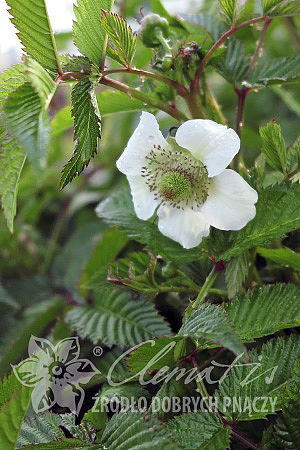 Rubus illecebrosus 