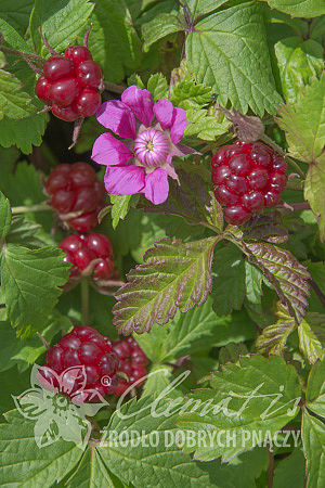 Rubus arcticus 'Beata'