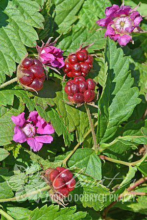 Rubus arcticus 'Marika'