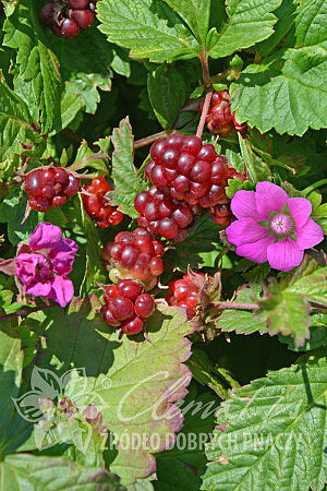 Rubus arcticus 'Mespi'