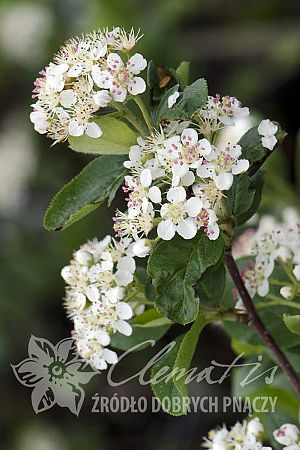 Aronia ×prunifolia 'Viking'