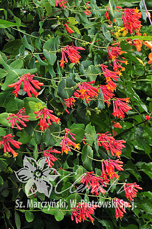 Lonicera ×brownii 'Fuchsioides'