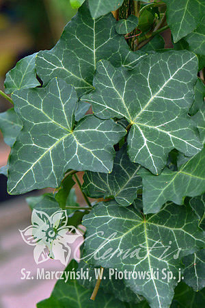 Hedera helix  'Thorndale'