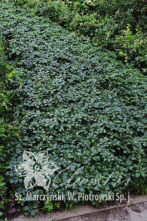 Pachysandra terminalis 'Green Carpet'