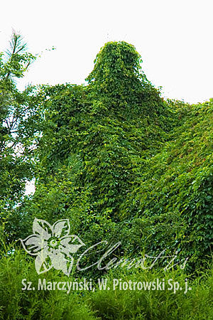 Parthenocissus quinquefolia var. murorum