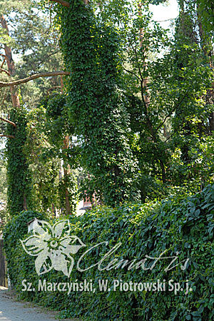 Parthenocissus quinquefolia var. murorum
