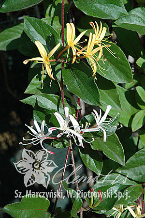 Lonicera japonica 'Purpurea'