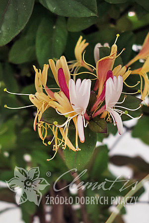 Lonicera japonica 'Purpurea'