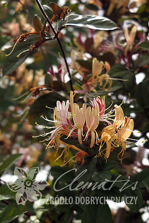 Lonicera japonica 'Purpurea'