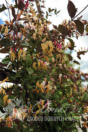 Lonicera japonica 'Purpurea'