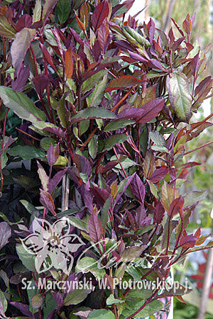 Lonicera japonica 'Purpurea'