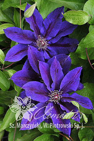 Clematis 'Wildfire'