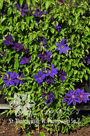 Clematis 'Wildfire'
