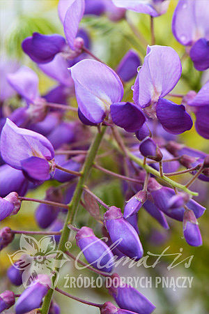 Wisteria sinensis 'Amethyst'