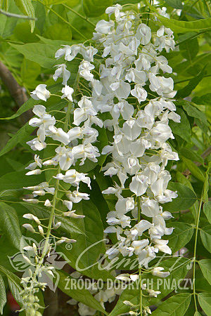 Wisteria floribunda 'Shiro-noda' (syn. 'Longissima Alba', 'Snow Shower')