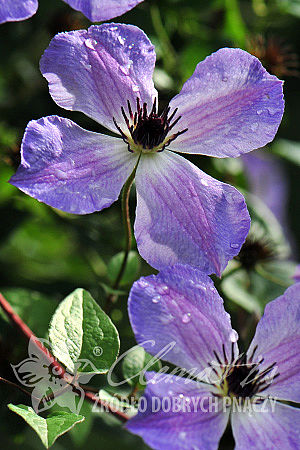 Clematis 'Morning Sky'