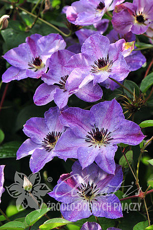 Clematis 'Morning Sky'