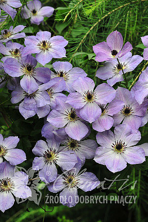 Clematis 'Morning Sky'