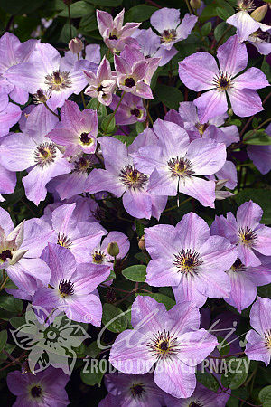 Clematis 'Morning Sky'