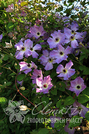 Clematis 'Morning Sky'