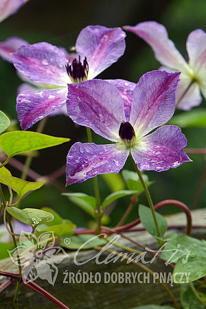 Clematis 'Morning Sky'