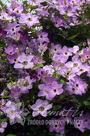 Clematis 'Morning Sky'