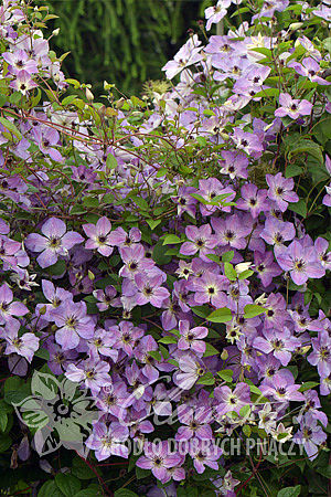 Clematis 'Morning Sky'