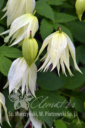 Clematis 'Lemon Dream’ PBR