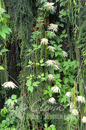 Clematis 'Lemon Dream’ PBR