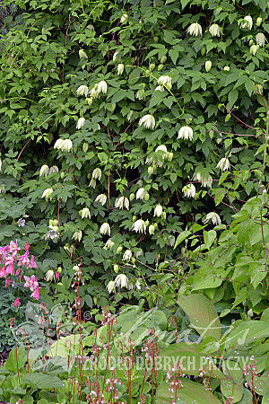 Clematis 'Lemon Dream’ PBR