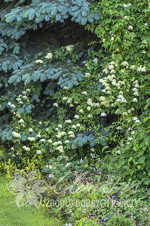 Clematis 'Lemon Dream’ PBR