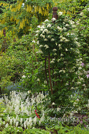 Clematis 'Lemon Dream’ PBR