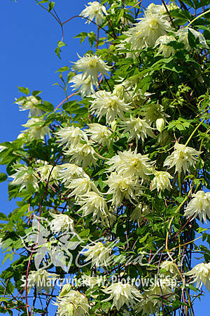 Clematis 'Lemon Dream’ PBR