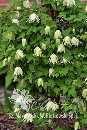 Clematis 'Lemon Dream’ PBR