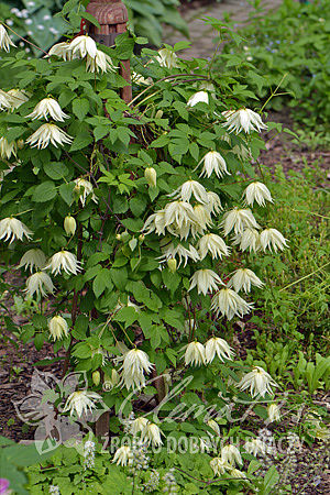 Clematis 'Lemon Dream’ PBR