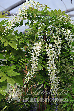 Wisteria sinensis 'Texas White'