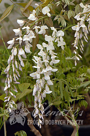 Wisteria sinensis 'Texas White'