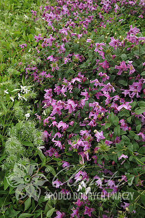 Clematis ×diversifolia 'Heather Herschell'