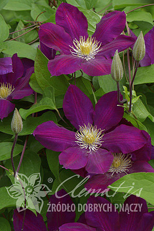 Clematis 'Lech Kaczyński'