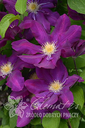 Clematis 'Lech Kaczyński'