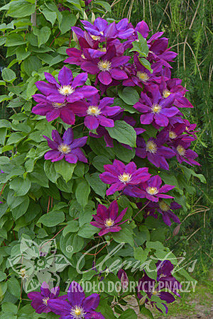 Clematis 'Lech Kaczyński'