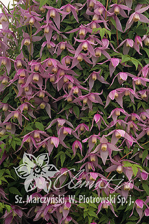 Clematis 'Willy'