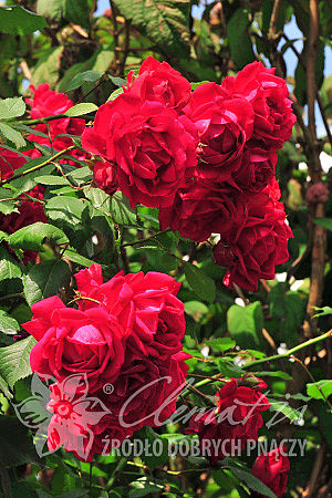 Rosa 'Paul's Scarlet Climber'