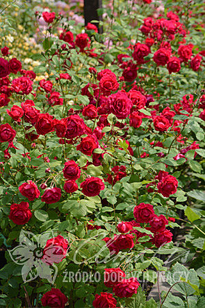 Rosa 'Paul's Scarlet Climber'