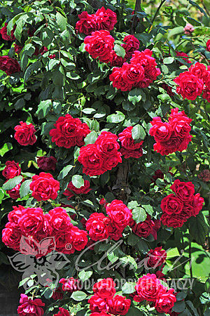 Rosa 'Paul's Scarlet Climber'