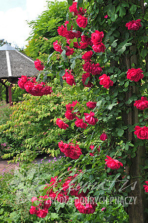 Rosa 'Paul's Scarlet Climber'