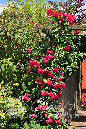 Rosa 'Paul's Scarlet Climber'