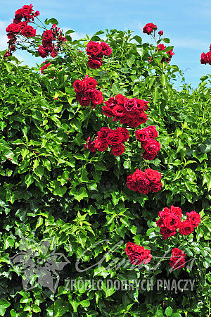 Rosa 'Paul's Scarlet Climber'