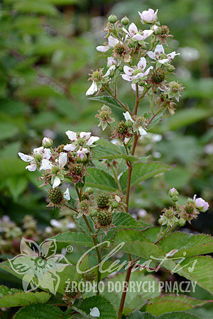 Rubus fruticosus 'Navaho'
